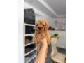 goldendoodle-prelepi-stenci-small-3