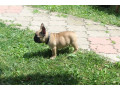 francuski-buldog-stenci-small-2