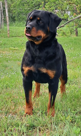 rotvajler-muska-stenad-big-2