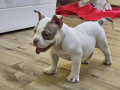 american-bully-micro-pocket-small-4