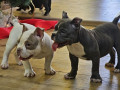 american-bully-micro-pocket-small-1