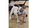 american-bully-micro-pocket-small-3