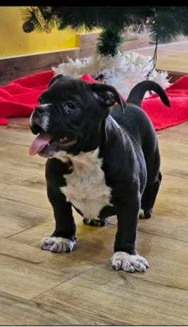 american-bully-micro-pocket-big-2