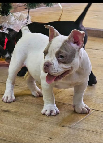 american-bully-micro-pocket-big-3