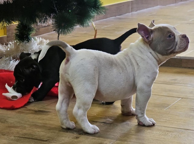 american-bully-micro-pocket-big-0