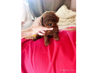 Premium Toy Poodle Puppies