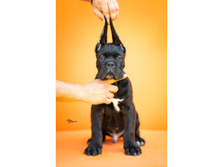 Cane Corso prelepi štenci