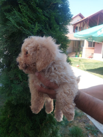 cockapoo-stenci-big-3