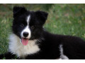 border-collie-border-koli-stenad-small-1
