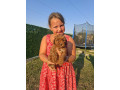 crvene-toy-pudle-spremne-za-novi-dom-small-0
