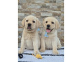 labrador-retriver-stenci-prelepi-small-3
