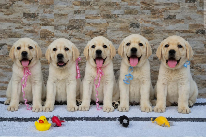 labrador-retriver-stenci-prelepi-big-1