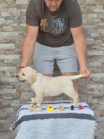 labrador-retriver-stenci-prelepi-big-4