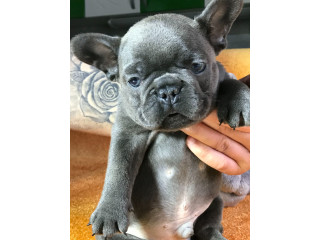 Francuski buldog sivi