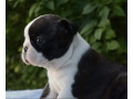 prelepi-stenci-boston-terijera-na-prodaju-small-0