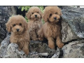 pudle-prelepi-kucici-small-2