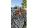 pudle-prelepi-kucici-small-0