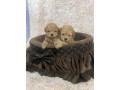 toy-pudle-ekstra-malog-rasta-small-2