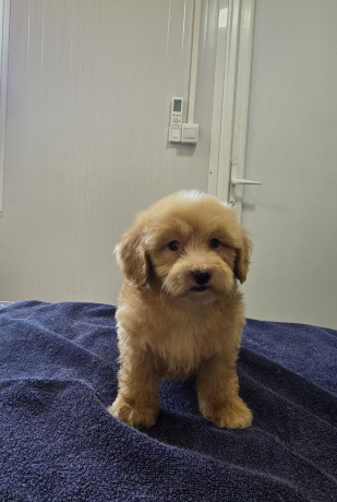 prelepi-maltipoo-stenci-big-3