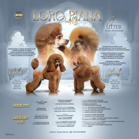 toy-pudla-prelepi-stenci-na-prodaju-big-1