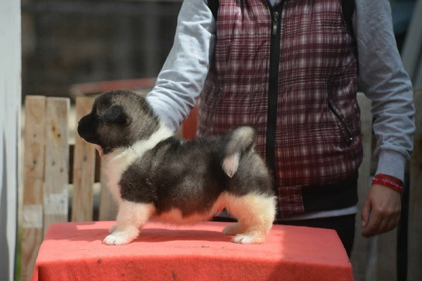 americka-akita-stenad-big-2