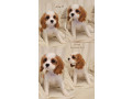 vrhunski-cavalier-king-charls-spaniel-oba-pola-small-4