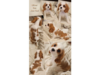 Vrhunski Cavalier King Charls Spaniel oba pola
