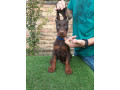 doberman-stenci-na-prodaju-small-2