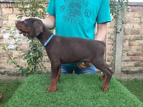doberman-stenci-na-prodaju-big-0