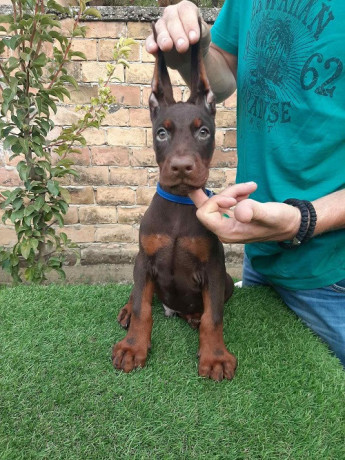 doberman-stenci-na-prodaju-big-2