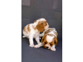 kavalier-king-charles-stenci-prelepi-small-4