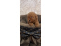 crvene-toy-pudle-ekstra-malog-rasta-small-0