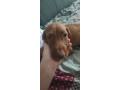 madarska-vizla-stenci-small-0