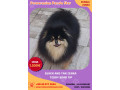 odgajivacnica-pomeranaca-prodaje-mlade-zenke-small-1