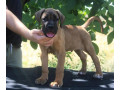 cane-corso-stenci-small-3