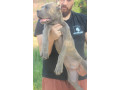 cane-corso-stenci-small-4