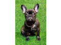 francuski-buldog-zensko-stene-small-3