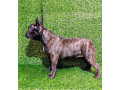 francuski-buldog-zensko-stene-small-0