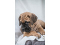 cane-corso-stenci-small-3