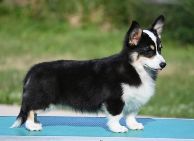velski-korgiwelsh-corgi-pembroke-big-1