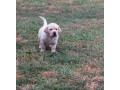 labrador-retriver-small-4