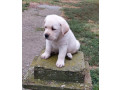 labrador-retriver-small-0