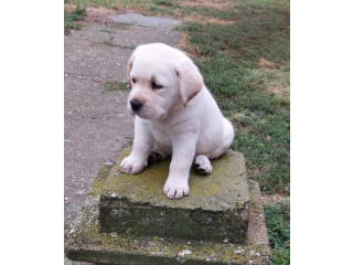 LABRADOR RETRIVER ! !