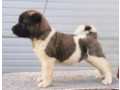 americka-akita-stenci-small-2