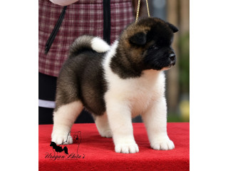 Američka akita, štenad oba pola