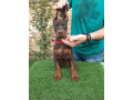 doberman-stenci-small-1