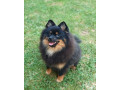 pomeranski-spic-muzjak-small-1