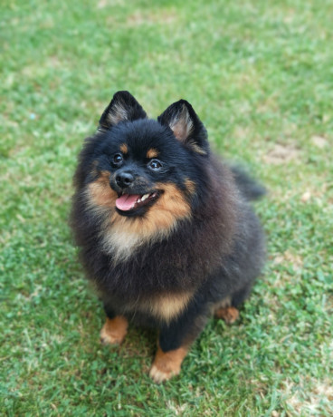 pomeranski-spic-muzjak-big-1