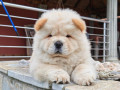 krem-chow-chow-stenci-small-0