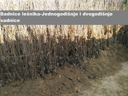 rezervacije-u-toku-za-jesenju-sadnju-vocnih-sadnica-big-4